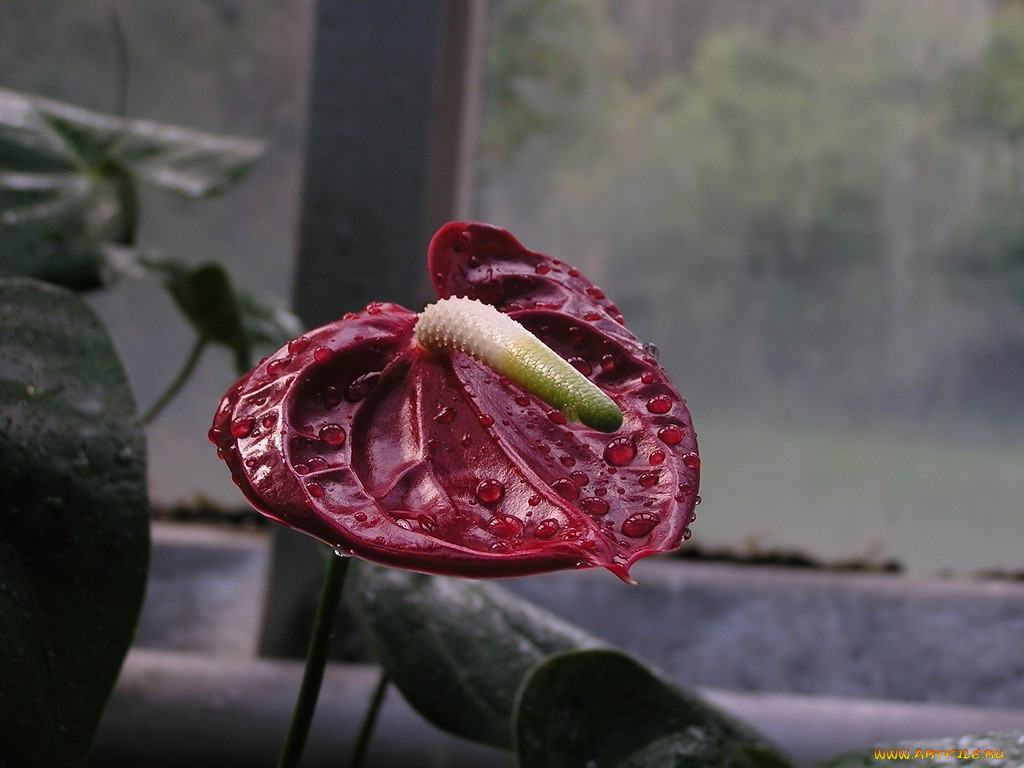 , , , 